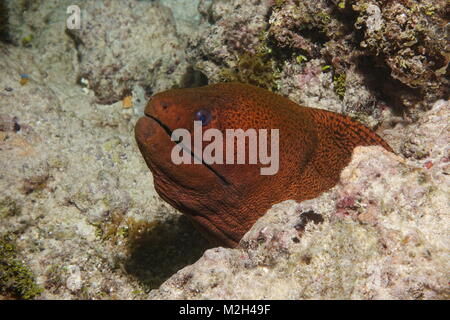 Giant moray eel head, Gymnothorax javanicus, underwater in the Pacific ocean, Rarotonga, Cook islands Stock Photo