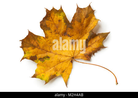 Single maple tree leaf in autumn on white background Stock Photo