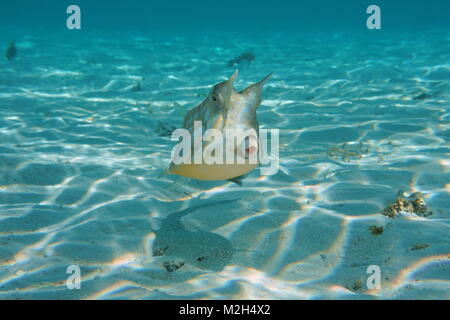 Strange fish with horns, a longhorn cowfish, Lactoria cornuta, Pacific ocean, French Polynesia Stock Photo
