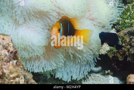 Tropical fish orange-fin anemonefish with a damselfish and sea anemone tentacles underwater in the Pacific ocean, American Samoa Stock Photo