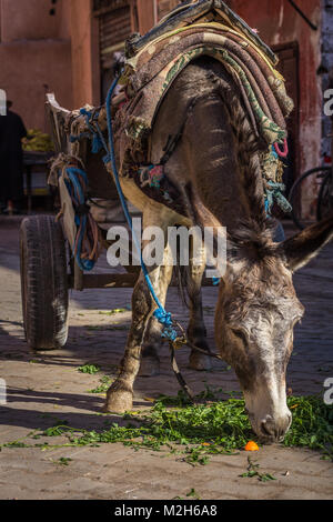 A working donkey, looking tired but well cared-for by locals, is tied to a cart and  eats greens from the ground. Medina, Marrakesh, Morocco. Stock Photo