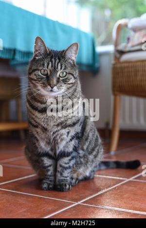 Sweet brown white grey tabby cat sitting contented facing camera in a conservatory at home on a tiled floor with turquoise background colour Stock Photo