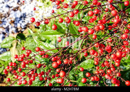 Nandina domestica. ' Moyers Red 'Heavenly bamboo berries Stock Photo