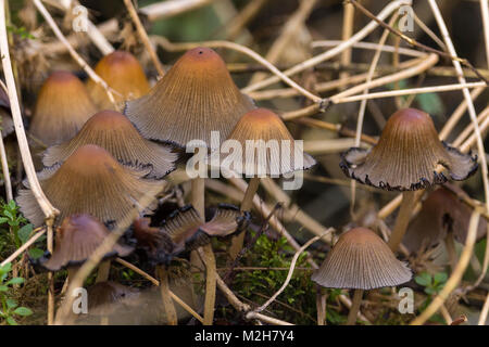 Group of fungi toadstools looks like common ink cap (Coprinus atramentarius) in woodland area of Warnham wildlife reserve Horsham UK. Stock Photo