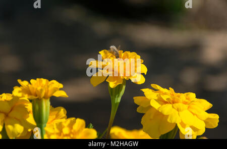 tiny silver white beefly feeding on a yellow dwarf french marigold flower with a blurred brown background Stock Photo