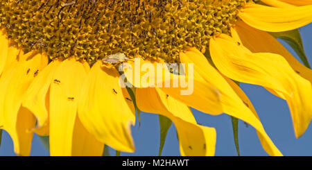 macro of a greenish shield bug on a giant yellow sunflower with black ants with blue sky in the background Stock Photo