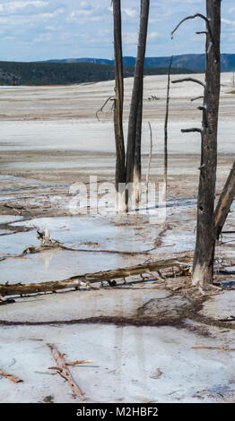 Hot white mud surrounds the bottoms of these barkless dead tree trunks. Stock Photo