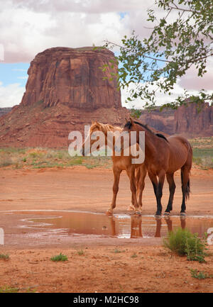 two wild horses standing at watering hole Stock Photo