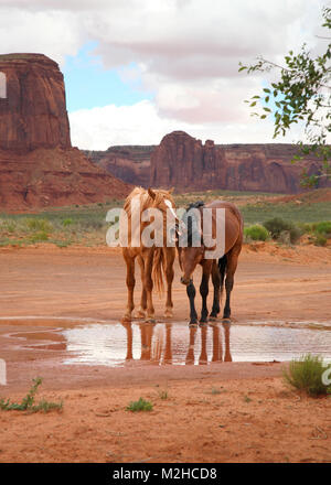 two funny wild horses at watering hole, one appears to be yelling Stock Photo