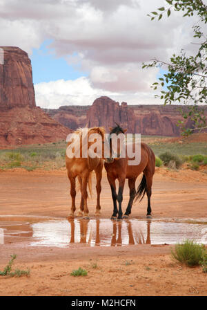 two wild horses together at a water hole with heads close showing affection Stock Photo