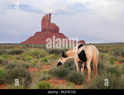 wild palomino horse grazing in Monument Valley, Utah, USA Stock Photo