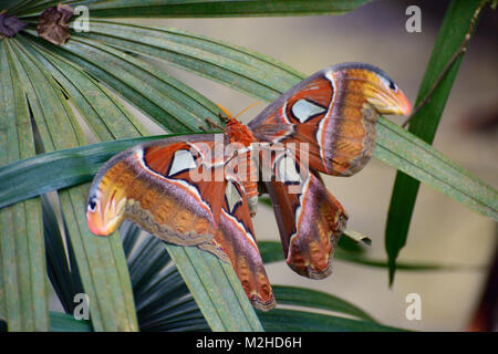 Malaysia - Kuala Lumpur - Atlas Moth (Attacus Atlas) - Fem… | Flickr