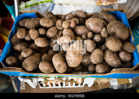 Final crop of late maincrop potatoes including Blue Danube. Stock Photo