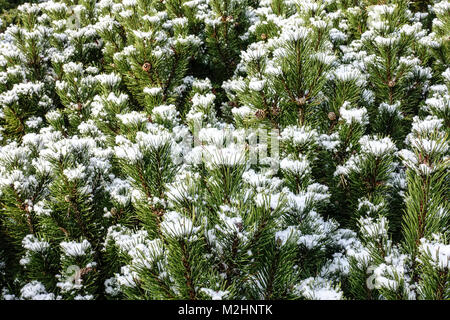 Pinus mugo, snow winter Stock Photo