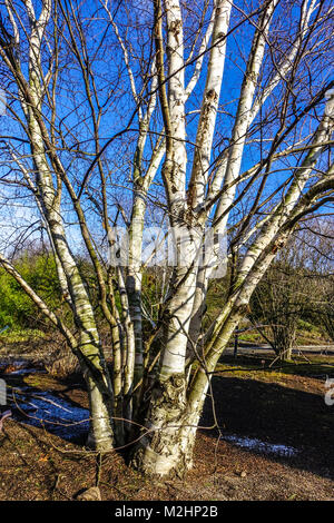 Betula papyrifera tree, paper birch leafless tree in winter Stock Photo