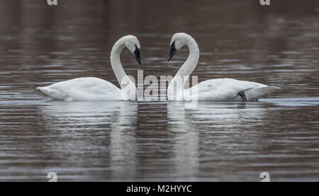Trumpeter swans in love Stock Photo