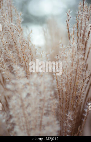 Soft textures of decorative tall grasses in the late summer afternoon sun. Stock Photo
