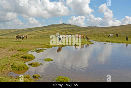 Ponies near Roos Tor, Dartmoor National Park, Devon Stock Photo