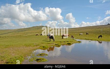 Ponies near Roos Tor, Dartmoor National Park, Devon Stock Photo