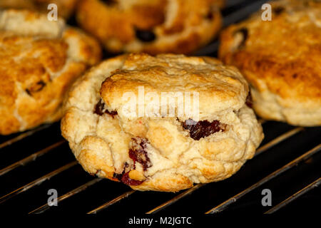 home made fruit scones known as rock cakes cooling on a wire rack after baking Stock Photo
