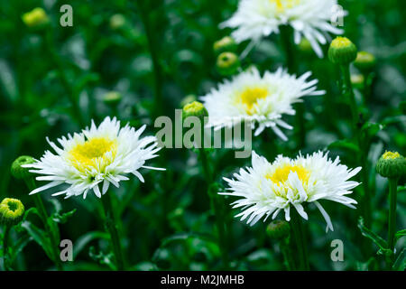 Chrysanthemums blooms isolated in white color with selective focus on top of flowers. White chrysanthemums flowers on the background of the garden. Stock Photo