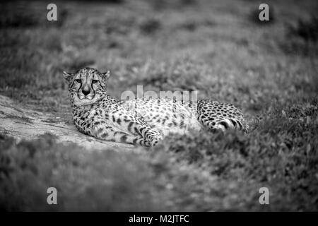 Beautiful Wild Cheetah resting on green fields, Close up, in Black and White Stock Photo