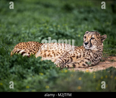 Beautiful Wild Cheetah resting on green fields, Close up Stock Photo