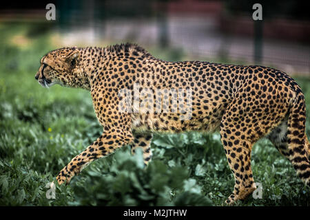 Beautiful Wild Cheetah walking careful on green fields, Close up Stock Photo