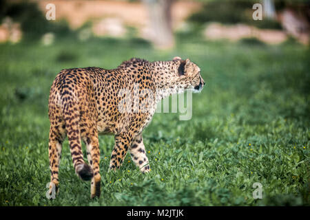 Beautiful Wild Cheetah walking careful on green fields, Close up Stock Photo