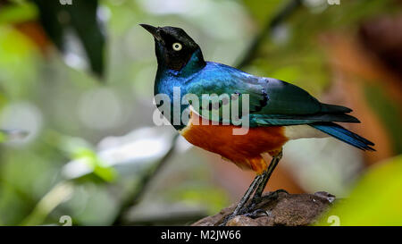 Superb Starling perches on a tree branch with blurred background. Stock Photo