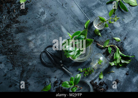 Botanical still life with green plants in glass vases on a concrete background with gardening scissors and soil. Spring planting concept with copy spa Stock Photo