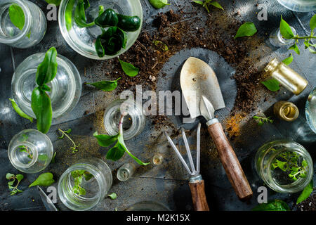 Header with botanical still life. Gardening tools rake and spade with soil and green plants in spring planting concept with copy space. Stock Photo