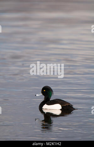 Tufted duck (Aythya fuligula), adult male with water drops on his back, swimming on a lagoon at the Yorkshire Wildlife Trust's Potteric Carr reserve n Stock Photo