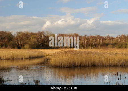 Sunlit reedbeds on a bright winter's day at the Yorkshire Wildlife Trust's Potteric Carr reserve near Doncaster, South Yorkshire. February. Stock Photo