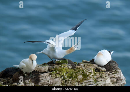 Gannets (Morus bassanus), three adult birds, the centre one displaying, on the clifftops at RSPB Bempton Cliffs, East Yorkshire. March. Stock Photo