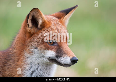 Fox (Vulpes vulpes), adult, close up of head and shoulders, at RSPB Saltholme, Middlesbrough, Teesside. March. Stock Photo