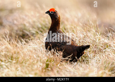 Red grouse (Lagopus lagopus scotica), adult male, displaying his distinctive red eyebrow wattles on moorland by Lochindorb, Morayshire, Scotland. Marc Stock Photo