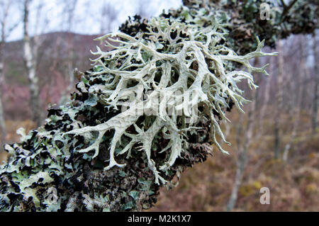 Fruticose lichen (Ramalina farinacea) growing on the branch of a silver birch tree (Betula pendula) encrusted with another lichen (Hypotrachyna laevig Stock Photo