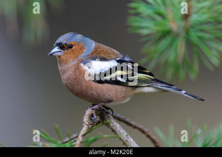 Chaffinch (Fringilla coelebs), adult male perched on a pine twig at Loch Garten, Inverness-shire, Scotland. March. Stock Photo