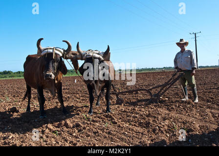 Farmer plowing field with oxen, Province Granma, Cuba Stock Photo
