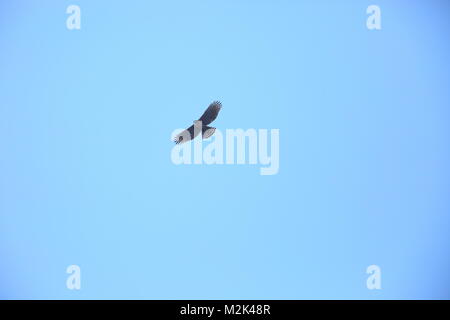 Mountain Hawk-eagle (Nisaetus nipalensis) in Japan Stock Photo