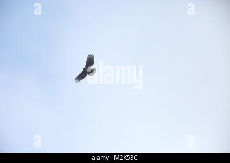 Mountain Hawk-eagle (Nisaetus nipalensis) in Japan Stock Photo