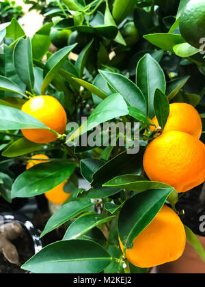 Decorative mandarin tree with orange fruits Stock Photo