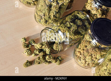 Dry and trimmed cannabis buds stored in a glas jars. Medical cannabis Stock Photo