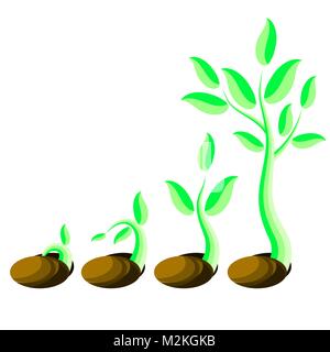 Phases Plant Growth. Little Green Sprout Seedling Germinating from Seed Stock Vector