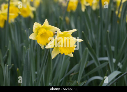 Narcissus 'Rijnveld's Early Sensation' flowers. Stock Photo