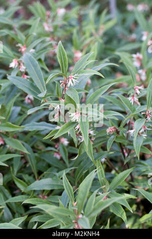 Sarcococca hookeriana var. digyna flowers. Stock Photo