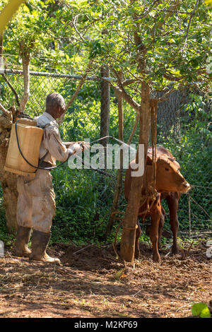 brother 'D' Jamaican third age cowboy, Manchester parish, Jamaica,West Indies, Caribbean Stock Photo