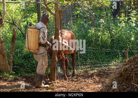 brother 'D' Jamaican third age cowboy, Manchester parish, Jamaica,West Indies, Caribbean Stock Photo