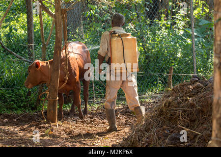 brother 'D' Jamaican third age cowboy, Manchester parish, Jamaica,West Indies, Caribbean Stock Photo